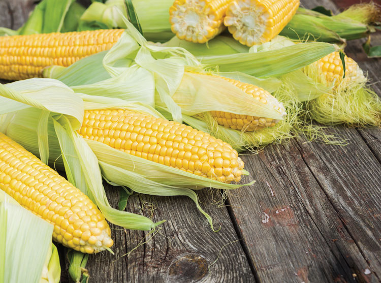 yellow corn